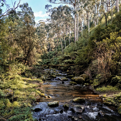 WYE BUSHLAND - REED DIFFUSER