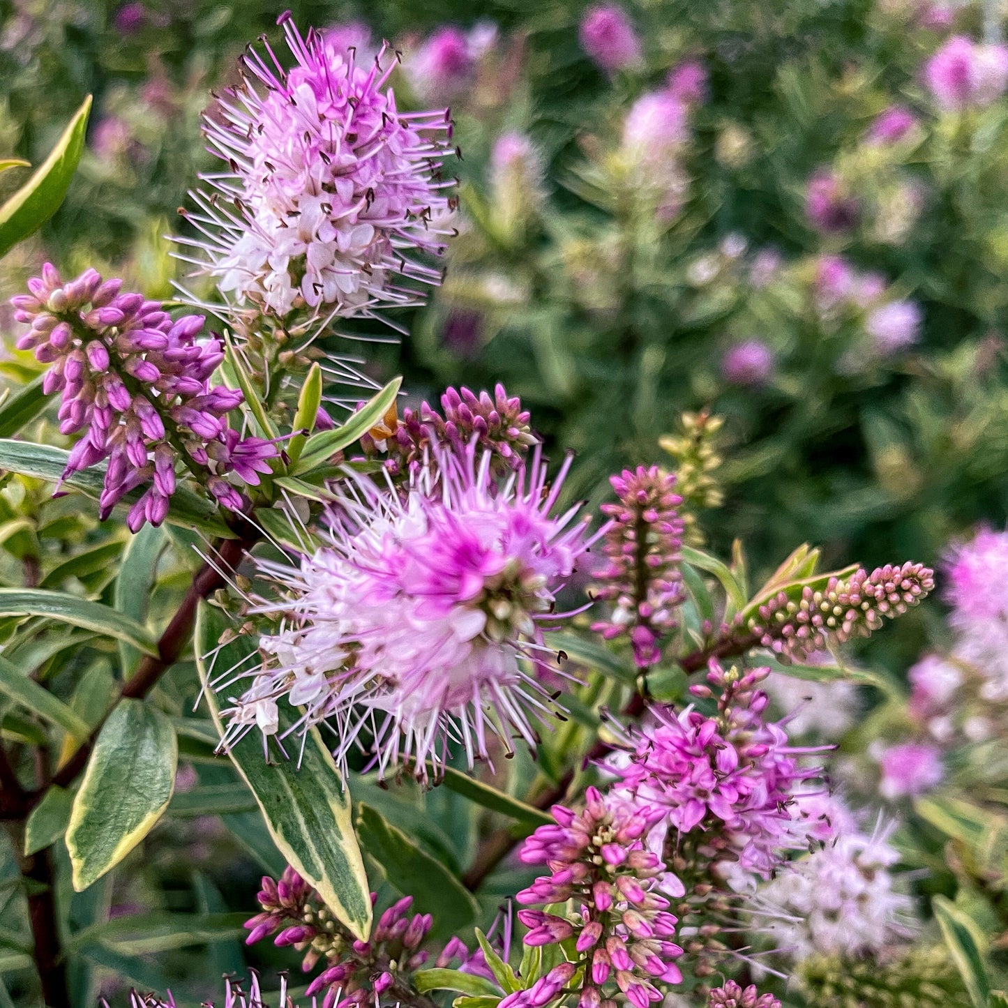 WILDFLOWERS & HONEY - REED DIFFUSER