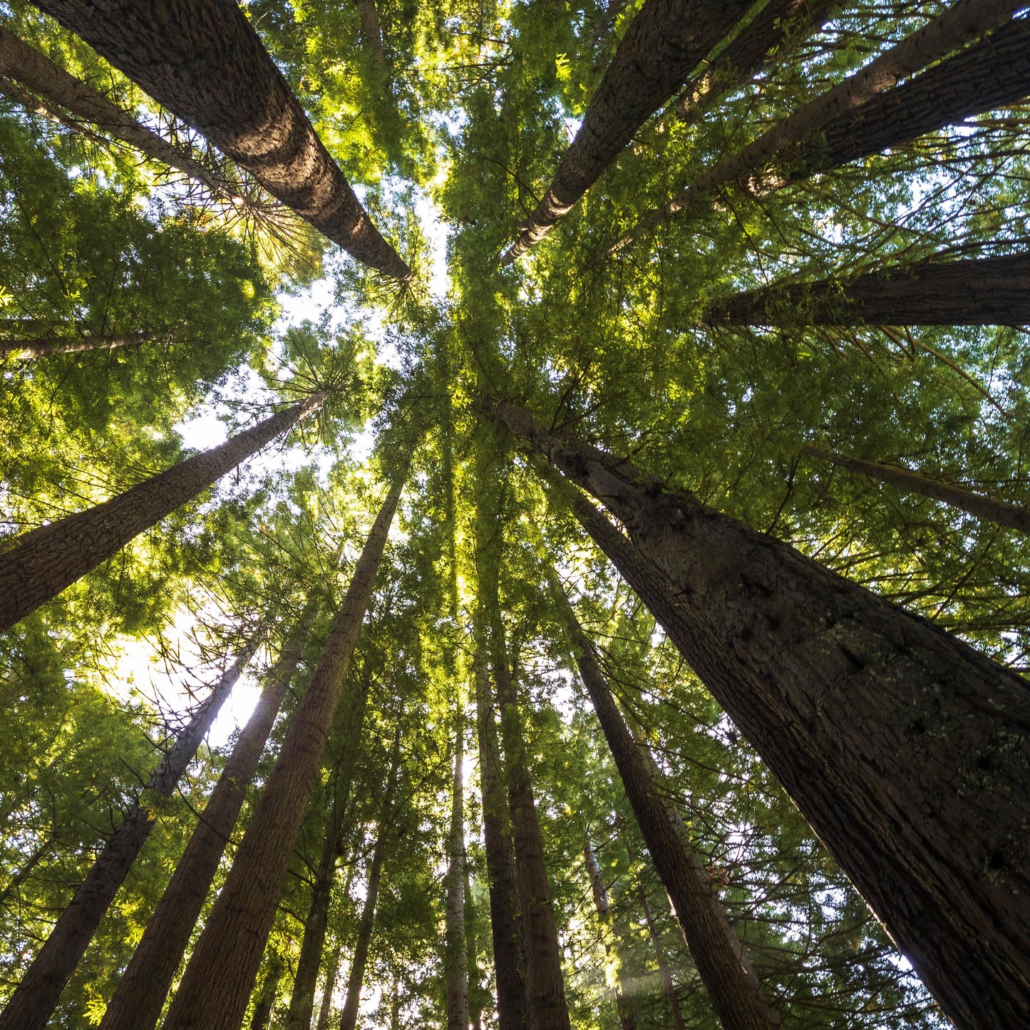 OTWAY REDWOOD - REED DIFFUSER